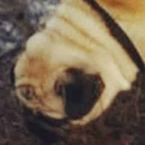 Meet your Posher, Max